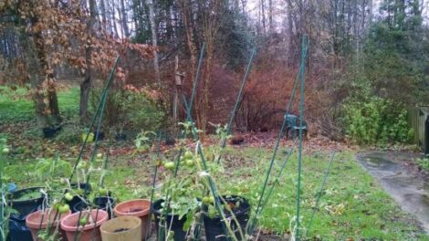 Let’s All Start 2016 Right: 5 Resolutions for Tomato Lovers Image